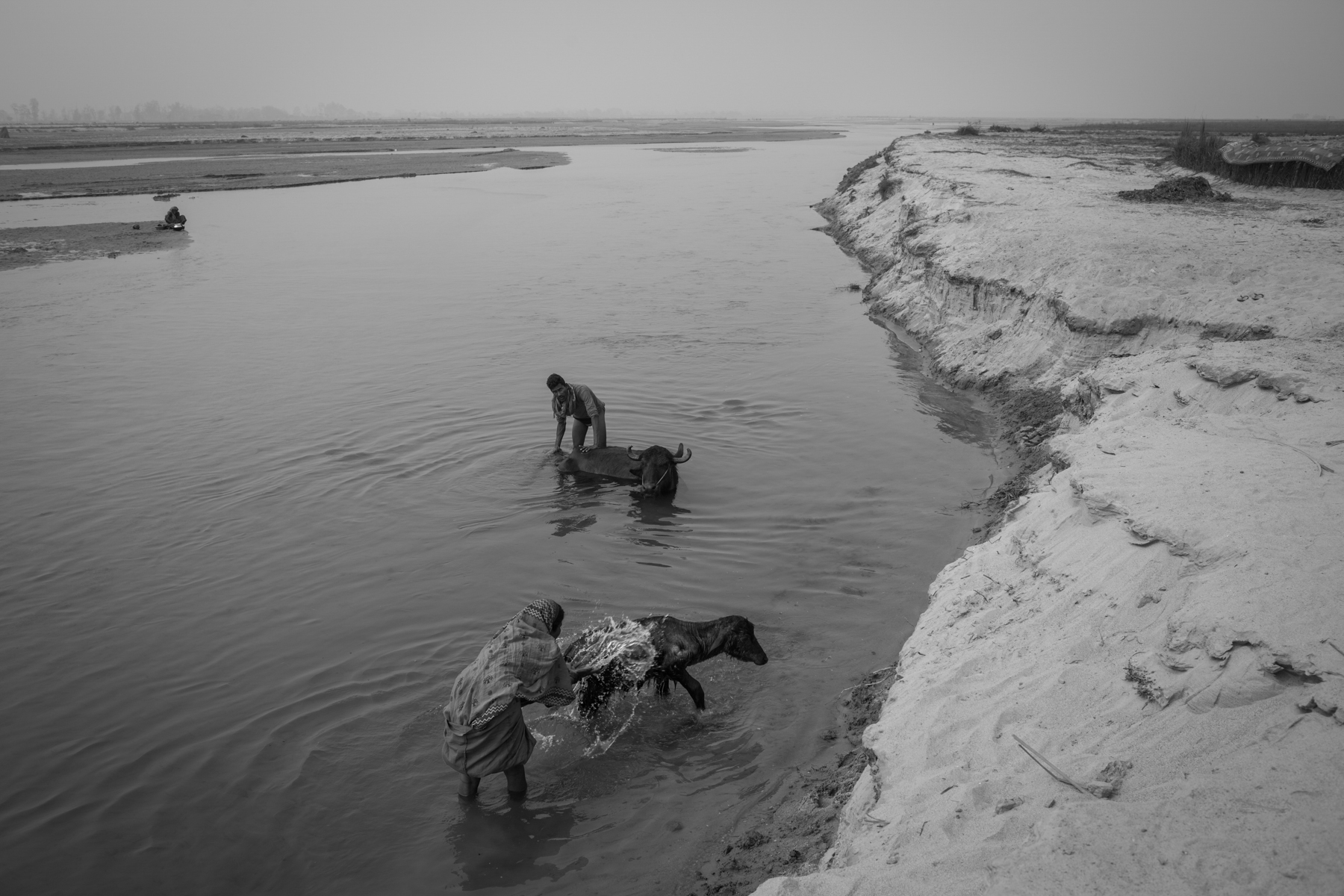 People from Chikana bathe their buffalo in the Kamala River. 19 February 2020, Siraha, Nepal. 